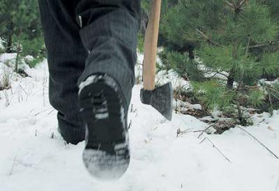 Чёрный лесоруб погубил семь сосен в Рязанском районе