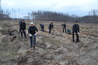 В Ряжском районе 80 гектаров выгоревших угодий засадят соснами