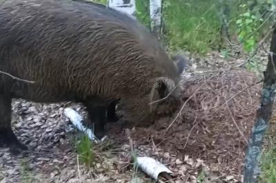 В Окском заповеднике созрели муравейники и любители их разорять