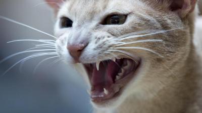 В посёлке Сотницыно Сасовского района введут карантин по бешенству