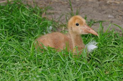 В Окском заповеднике подрастают 13 журавлят