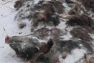 На Рязанщине подсократят поголовье кабанов и лисиц