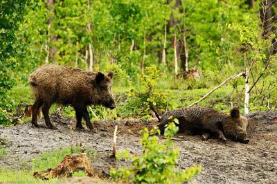 В Спасском районе нашли дикого кабана, заражённого АЧС