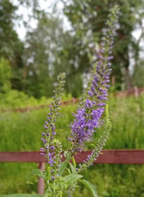 В Рязанской области потеплеет до 26 градусов