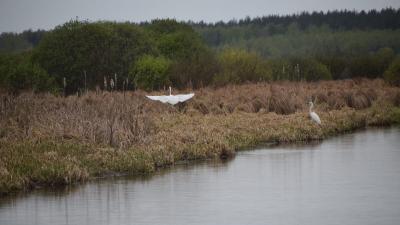 В Клепиковском районе заметили скопление белых цапель