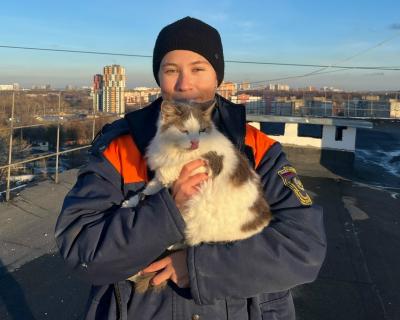 В Рязани волонтёры спасли с высоты двух котов