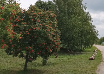 Рязанцам 1 сентября пообещали 30-градусную жару