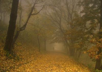 Рязанцев предупредили о тумане