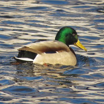 Фото Елены Фиониной