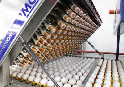 На Рязанщине растёт производство куриных яиц