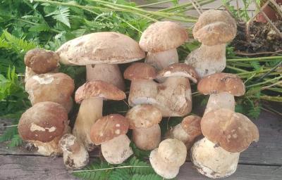 Рязанцы активно собирают белые грибы и лисички