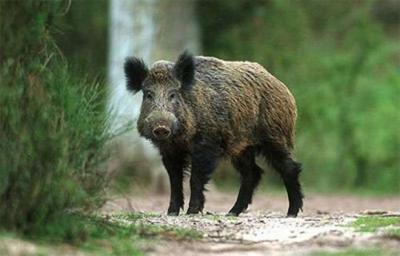 На Рязанщине продлили запрет охоты на кабана в ряде районов