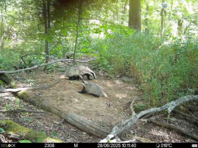 В семье барсуков в Окском заповеднике подрастают трое детёнышей