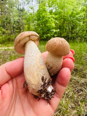 Фото: группа «Грибы и Грибники Рязанской области» в соцсети «ВКонтакте»