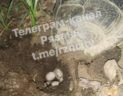 На пруду в Дашково-Песочне Рязани черепаха отложила яйца