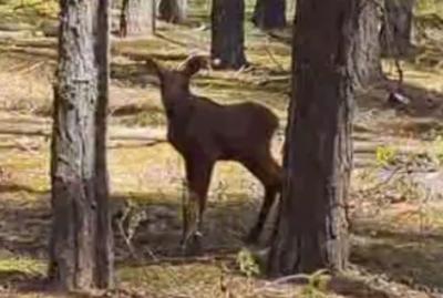 В рязанских лесах лоси обзавелись потомством