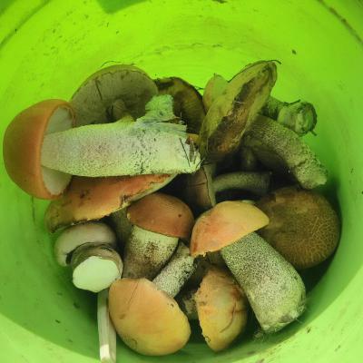 Рязанцы набрали восемь вёдер грибов