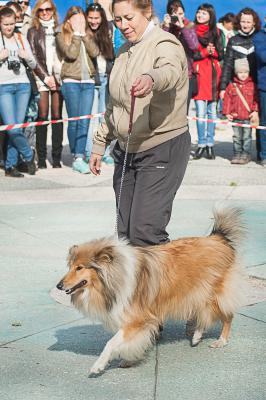Рязанцы отметили Всемирный день защиты животных праздником овчарок