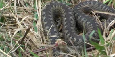 В рязанских лесах и водоёмах активизировались змеи