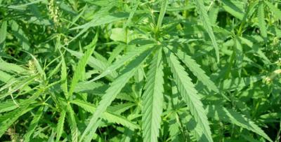 Рязанские стражи порядка уничтожили почти 800 «квадратов» дикой конопли