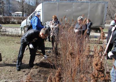 Олег Булеков высадил кустарники в сквере «Белых Журавлей»