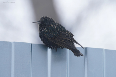 Фото: Алёна Фионина