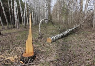 У сасовских «чёрных лесорубов» отобрали две бензопилы и трактор