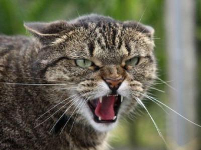 Карантин по бешенству животных введён в селе Ильинка Скопинского района