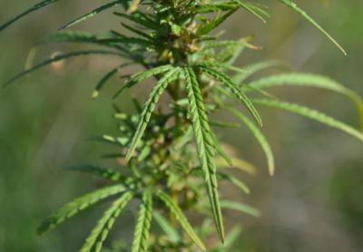 Наркоплицейские уничтожили 100 квадратных метров конопли в Кораблинском районе