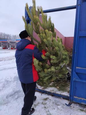 «ЭкоПронск» подвёл итоги акции «Дай ёлке новую жизнь»