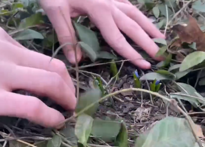 На биостанции Рязанского госуниверситета проведут фестиваль первоцветов