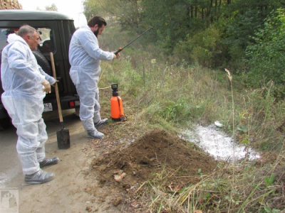 Мёртвая свинья в Рязанском районе не была заражена вирусом АЧС