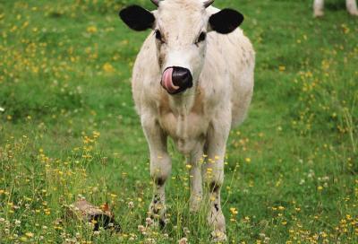 Житель Рязанской области позарился на молодого бычка