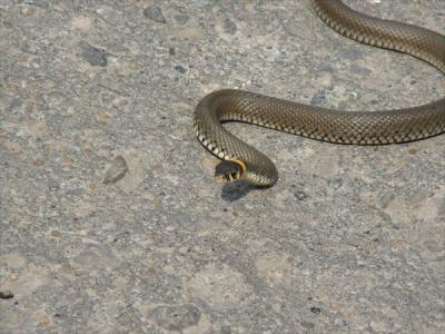 Рязанские змеи отправляются на зимовку позже обычного