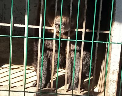 В Рязанской области проснулся медведь из нацпарка «Мещёрский»