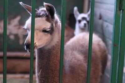 Рязанцам позволено дать имена детёнышам ламы 