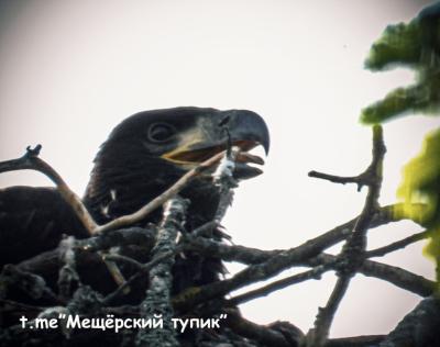 В мещёрских лесах рязанцы застали высиживающего яйца орлана-белохвоста 
