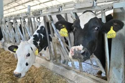 Рязанский регион получит три миллиона рублей на развитие племенного животноводства