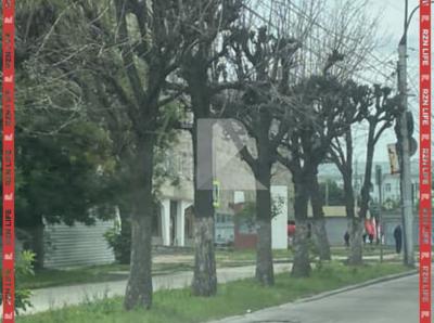 Рязанка просит спилить деревья на улице Есенина