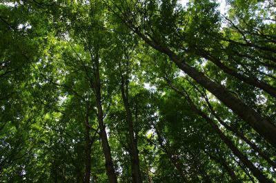 Рязанцы пожаловались на отсутствие урн и туалетов в Лесопарке