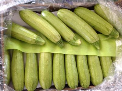 В «Барсе на Московском» обнаружены турецкие кабачки