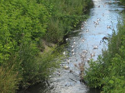 Капремонт гидроузла на реке Лыбедь в ЦПКиО запланирован на 2016–2017 годы
