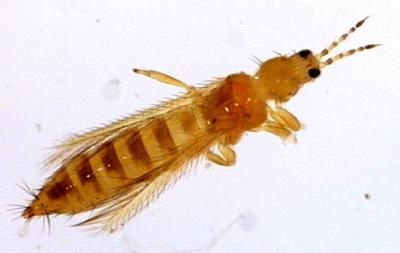 В Рязанской области в горшечных цветах обнаружен опасный вредитель 