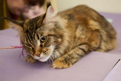 Фото автора