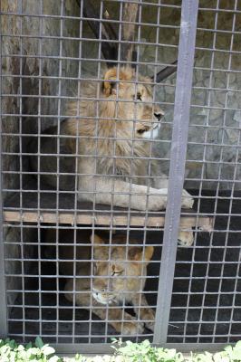 Ряжскому зоопарку нужны люди