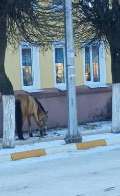 Лошадь пришла в рыбновскую администрацию под Рязанью