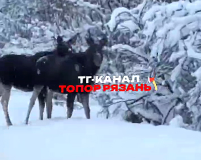 На трассе возле Спас-Клепиков сняли несколько лосей