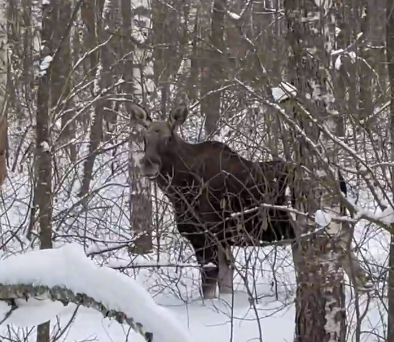 Фото: группа «Апартаменты в Деулино» в соцсети «ВКонтакте»