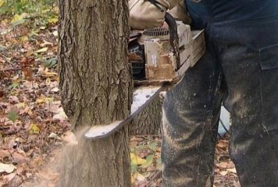 В Рязанской области лесничие поймали «чёрного лесоруба»