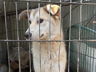 В Рязанском районе проводят отлов бездомных собак